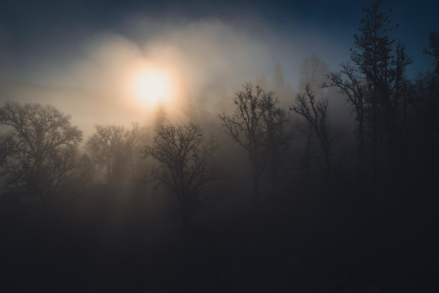 Sunrise breaking through mist and trees
